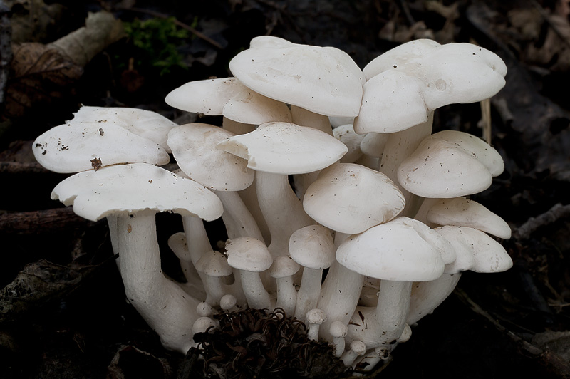 Clitocybe connata